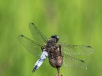 Spitzenfleck Libelle Männchen